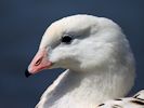 Andean Goose (WWT Slimbridge July 2013) - pic by Nigel Key